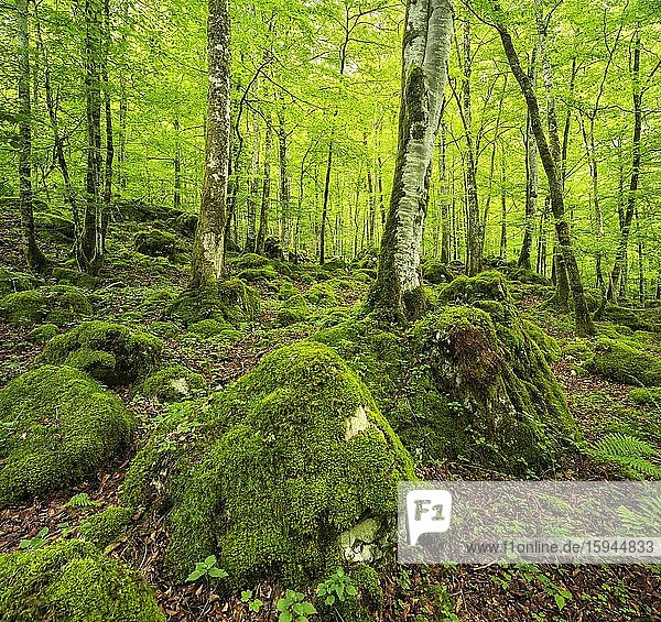 Unberührter wilder Wald im Nationalpark Berchtesgaden  Bäume und Felsen von Moos und Flechten bedeckt  Berchtesgadener Land  Oberbayern  Deutschland  Europa