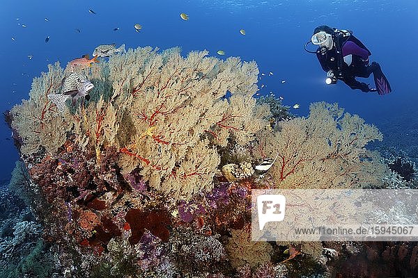Taucher betrachtet Tupfen-Süßlippe (Plectorhinchus chaetodonoides)  Korallenriff  Melithaea Gorgonie (Melithaea sp.) Pazifik  Sulusee  Tubbataha Reef National Marine Park  Provinz Palawan  Philippinen  Asien