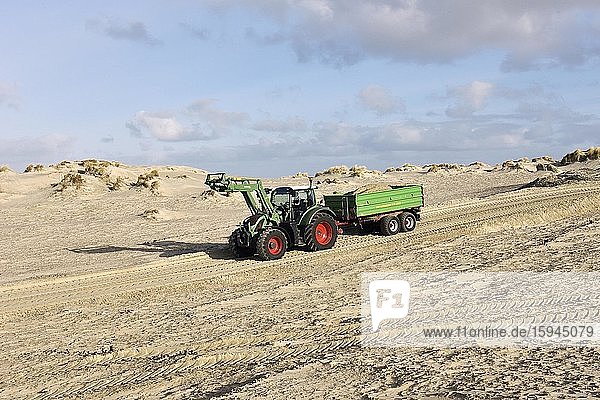 Coastal protection  tractor transports sand  dunes  Borkum  East Frisia  Lower Saxony  Germany  Europe