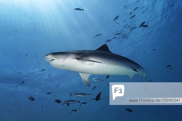 Tigerhai (Galeocerdo cuvier)  Insel Fuvahmulah  Gnaviyani oder Nyaviyani Atoll  Malediven  Asien