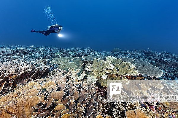 Diver with lamp swims over intact coral reef with different stony corals (Scleractinia)  Indian Ocean  Maldives  Asia