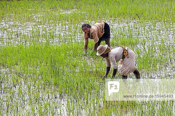 Arbeiterinnen arbeiten im Reisfeld  Reisterrassen bei Ambalavao  Matsiatra Region  Zentral-Madagaskar  Madagaskar  Afrika