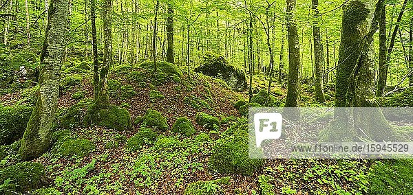 Unberührter wilder Wald im Nationalpark Berchtesgaden  Bäume und Felsen von Moos und Flechten bedeckt  Berchtesgadener Land  Oberbayern  Deutschland  Europa