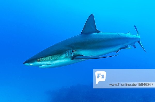 Blacktip shark (Carcharhinus limbatus)  blue water  Atlantic Ocean  Caribbean  Bahamas  Central America