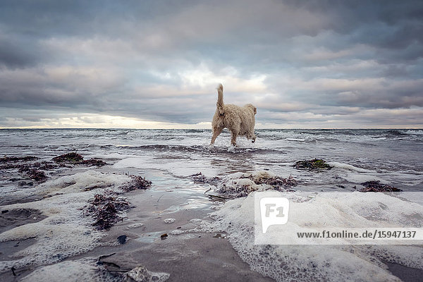 Labradoodle am Strand  Nieby  Schleswig-Holstein  Deutschland  Europa