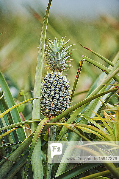 Pineapple on a plantation  Oahu  Hawaii  USA