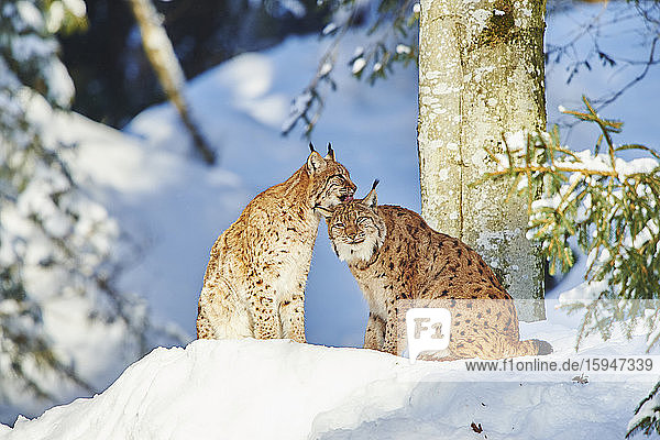 Zwei Luchse  lynx lynx  im Schnee  Nationalpark Bayerischer Wald  Bayern  Deutschland  Europa