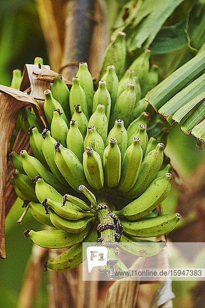 Banana tree  Oahu  Hawaii  USA