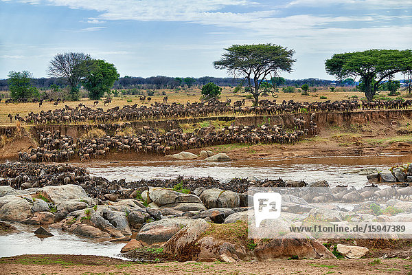 Weißbart-Gnus  Connochaetes taurinus mearnsi  Serengeti Nationalpark  Tansania  Ostafrika  Afrika