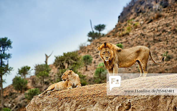 Sich paarende Löwen  Panthera leo  Serengeti Nationalpark  Tansania  Ostafrika  Afrika