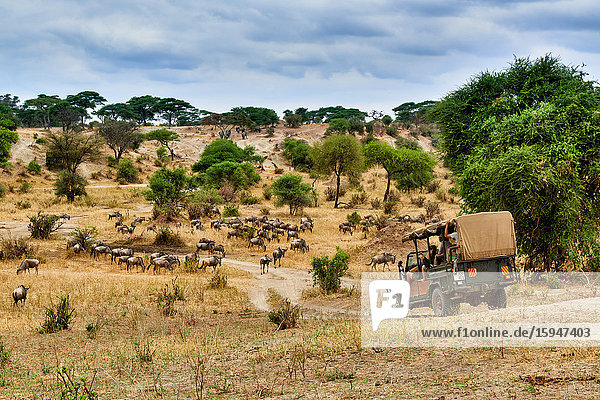 Streifengnus  Tarangire-Nationalpark  Tansania  Ostafrika  Afrika