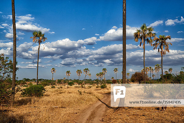 Palmen  Tarangire-Nationalpark  Tansania  Ostafrika  Afrika