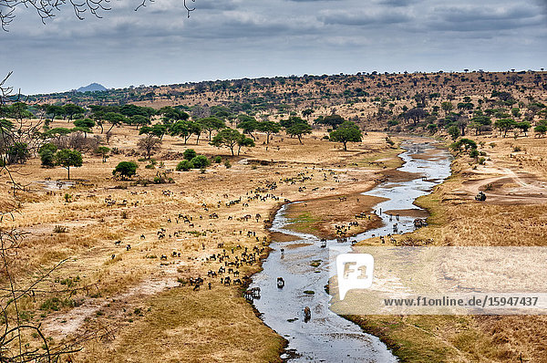 Gnus  Steppenzebras und Antilopen  Tarangire-Nationalpark  Tansania  Ostafrika  Afrika