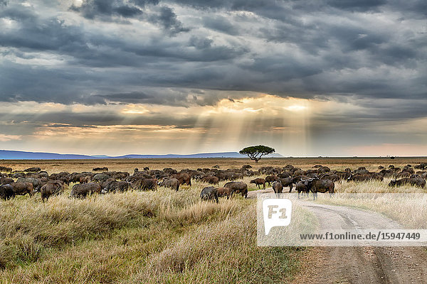 Kaffernbüffel  Syncerus caffer  Serengeti Nationalpark  Tansania  Ostafrika  Afrika