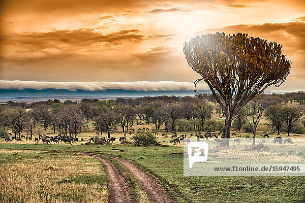 Streifengnus  Serengeti Nationalpark  Tansania  Ostafrika  Afrika