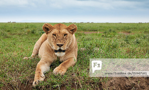 Löwin  Panthera leo  Serengeti Nationalpark  Tansania  Ostafrika  Afrika
