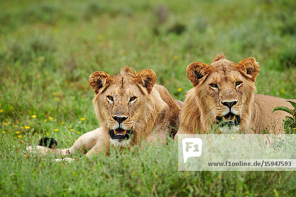 Zwei Löwen  Panthera leo  Serengeti Nationalpark  Tansania  Ostafrika  Afrika