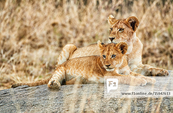 Löwe  Serengeti Nationalpark  Tansania  Ostafrika  Afrika
