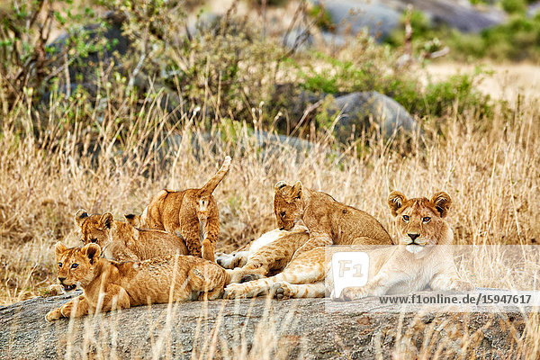 Löwe  Panthera leo  Serengeti Nationalpark  Tansania  Ostafrika  Afrika
