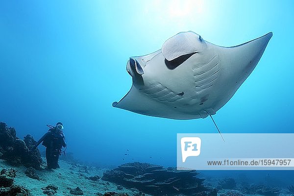 Diver observes reef manta ray (Mobula alfredi)  Great Barrier Reef  Unesco World Heritage  Coral Sea  Pacific  Australia  Oceania