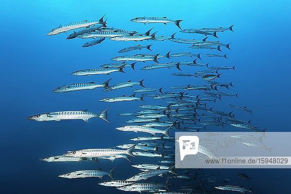 Fischschwarm Dunkelflossen-Barrakudas (Sphyraena qenie)  schwimmt im Blauwasser  Great Barrier Reef  Unesco Weltnaturerbe  Korallenmeer  Pazifik  Australien  Ozeanien