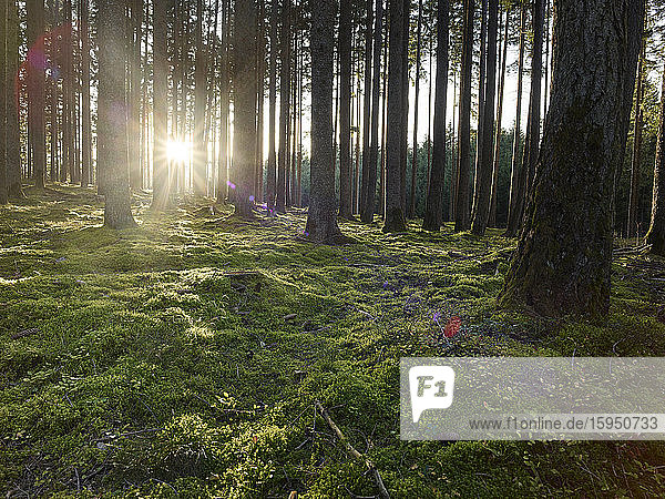 Österreich  Tirol  Lans  Sonnenuntergang beleuchtet moosigen Waldboden