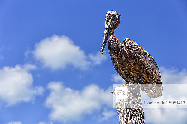 Niedrigwinkelansicht eines braunen Pelikans  der auf Holz gegen den Himmel sitzt
