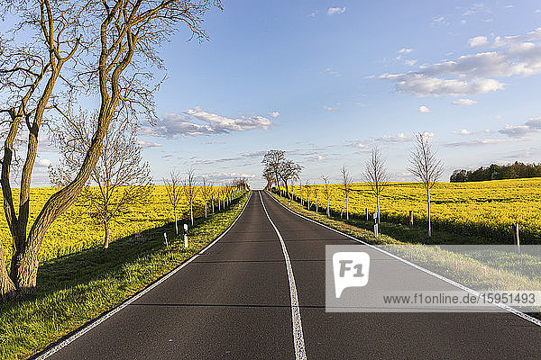 Germany  Brandenburg  Empty country road stretching between oilseed rape fields in spring