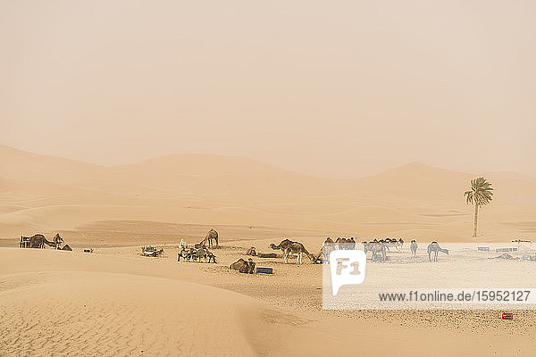 Landschaft mit Dromedaren  Merzouga-Wüste  Marokko