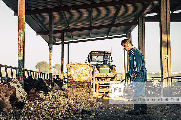 Junglandwirt in blauem Overall bei der Strohfütterung der Kälber auf seinem Hof