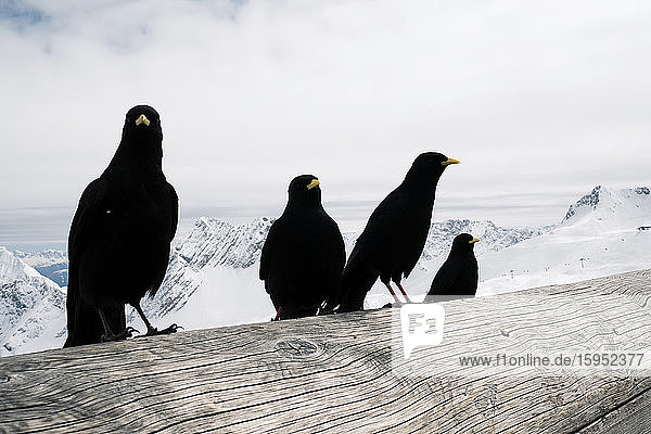 Deutschland, Bayern, Garmisch-Partenkirchen, Alpenkrähen (Pyrrhocorax Graculus) auf Holzstamm am Zugspitzplatt