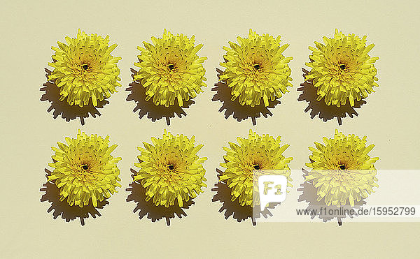 Studioaufnahme von Reihen gelber Blumenköpfe