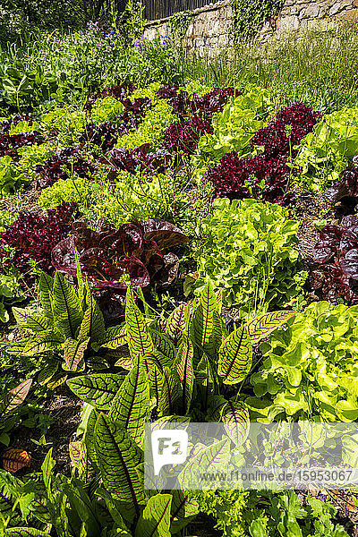 Deutschland  Grüner und violetter Salat im Gemüsegarten
