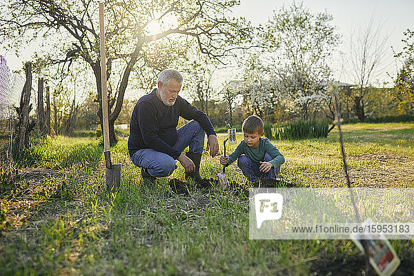 Großvater schaut dem Enkel beim Baumpflanzen zu  während er im Garten kauert