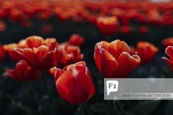 Rote Tulpen auf einem Feld