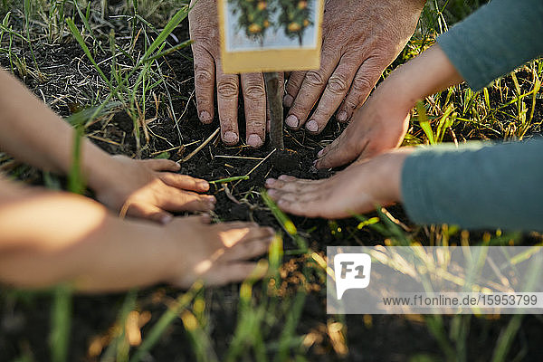 Cropped hands of family planting together in garden
