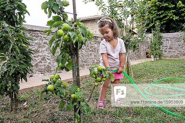 Kleines Mädchen gießt Apfelbaum im Garten
