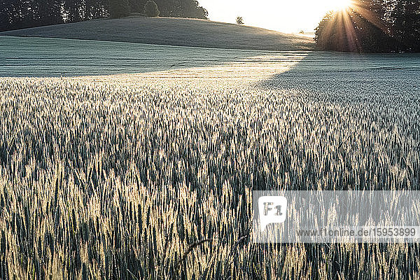 Deutschland  Bayern  Berg  Roggen (Secale cereale) Feld bei Sonnenaufgang