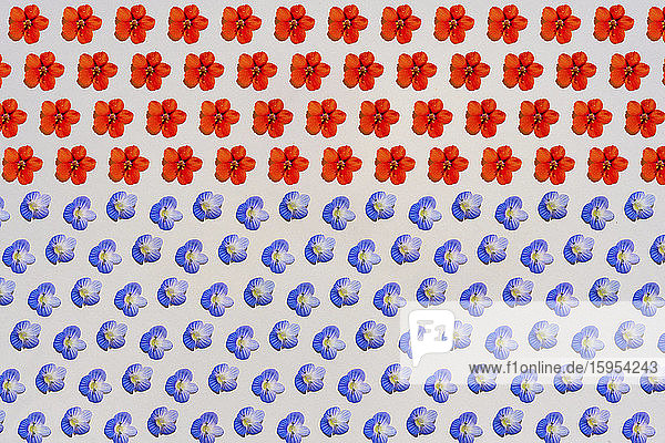 Muster aus Reihen von blauen und roten Blütenköpfen