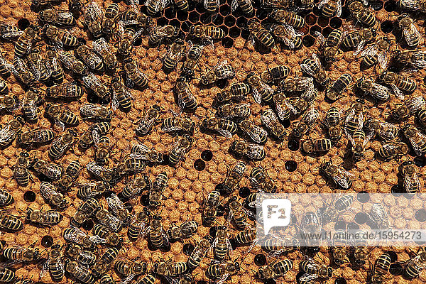 Vollrahmenaufnahme von Bienen auf Wabenträger