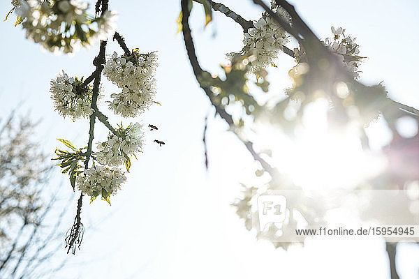 Nahaufnahme von Honigbienen  die am sonnigen Tag über Apfelblüten gegen den Himmel fliegen