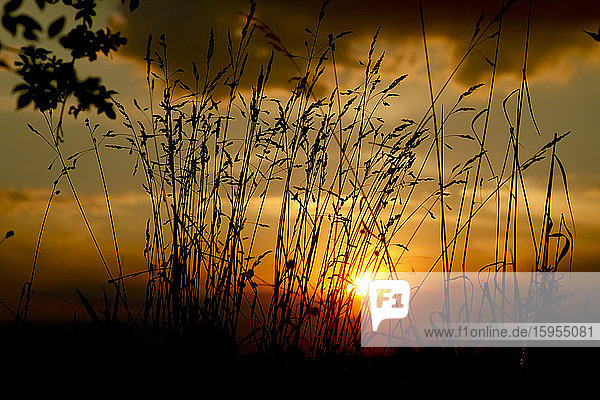 Germany  Grass against setting sun