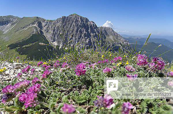 Italy  Wildflowers blooming in Sibillini Mountains with Mount Bove in background