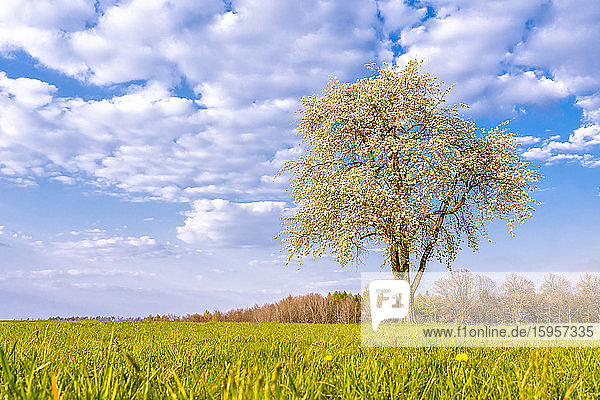 Scenic view of cherry tree amidst meadow against sky in Swabian Forest