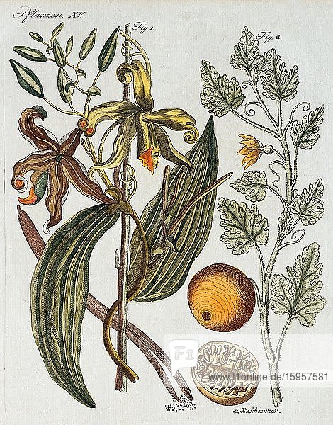 Vanille (Vanilla planifolia) und Koloquinte (Citrullus colocynthis) handkolorierter Kupferstich aus Friedrich Justin Bertuch Bilderbuch für Kinder 1801 Weimar Deutschland Europa