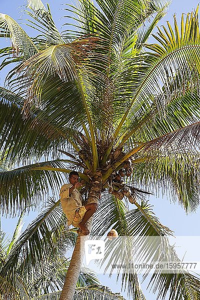 Mann erntet Kokosnüsse von Kokospalme (Cocos nucifera) Baracoa Kuba Mittelamerika