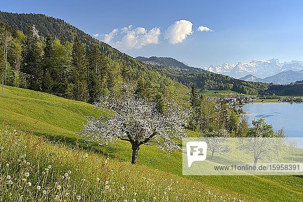 Ausblick auf Morgarten am Ägerisee  davor ein blühender Kirschbaum hinten die schneebedeckten Alpen  Oberägeri  Kanton Zug  Schweiz  Europa