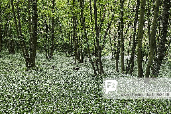 Bärlauch (Allium ursinum)  Bärlauchblüte im Laubwald im Frühling  Niederösterreich  Österreich  Europa