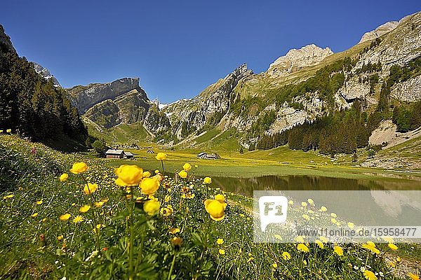 Blühende Sumpfdotterblumen (Caltha palustris)  am Seealpsee  hinten der Säntis  Alpstein  Kanton Appenzell  Schweiz  Europa