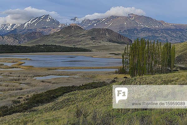 Poplar trees in front of the Andes  Patagonia National Park  Chacabuco valley near Cochrane  Aysen Region  Patagonia  Chile  South America